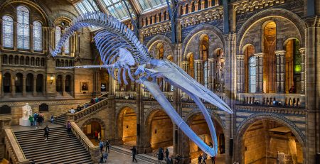 Natural History museum